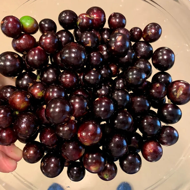 Hybrid Jaboticaba - Plinia sp. 