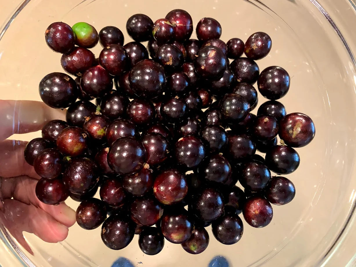 Hybrid Jaboticaba - Plinia sp. "Red Hybrid" Fruit Plant