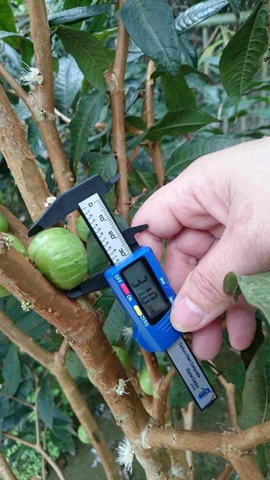 Hybrid Jaboticaba - Branca Fruit Plant