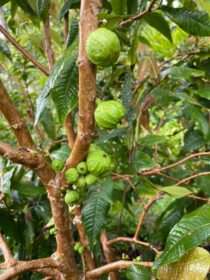 Hybrid Jaboticaba - Branca Fruit Plant