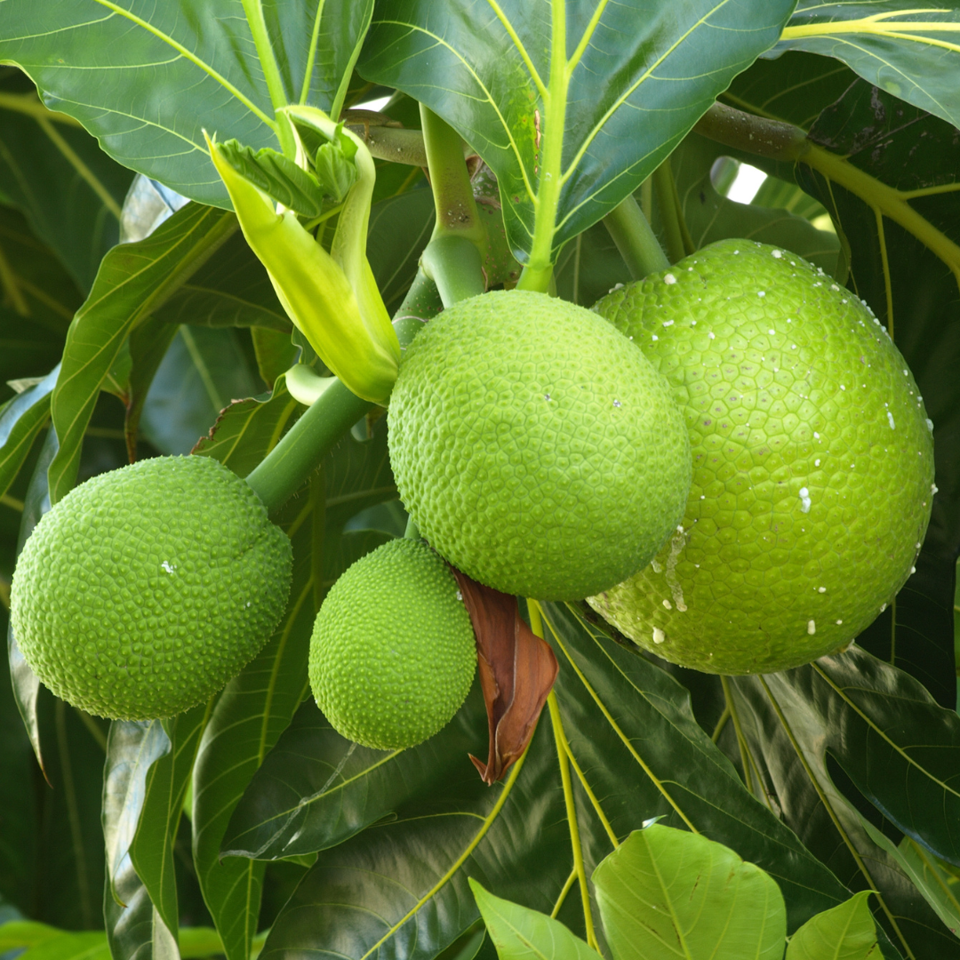 Breadfruit / Kadaplavu - Artocarpus altilis Fruit Plant