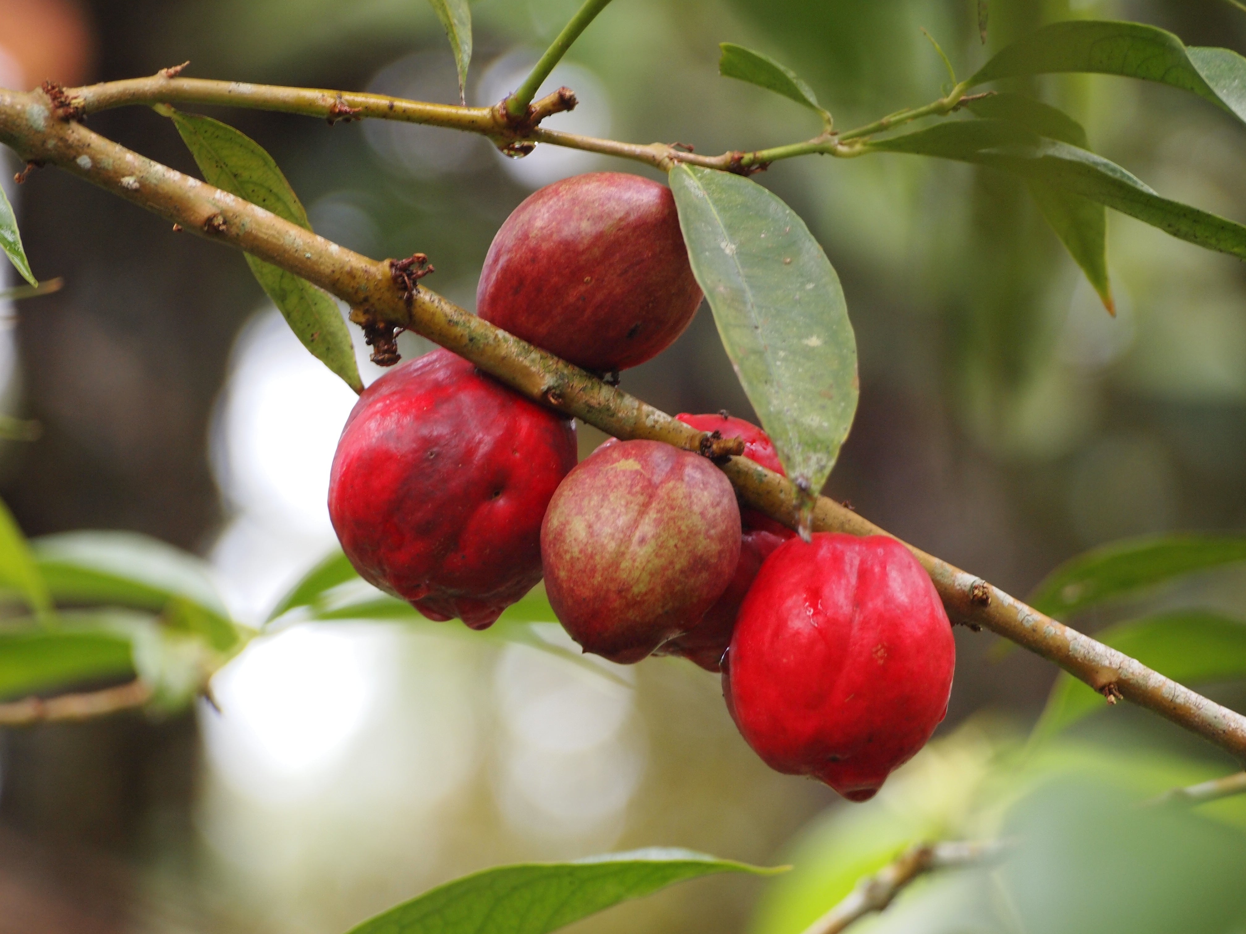 Mahkota Dewa (Phaleria Macrocarpa) Fruit Plant