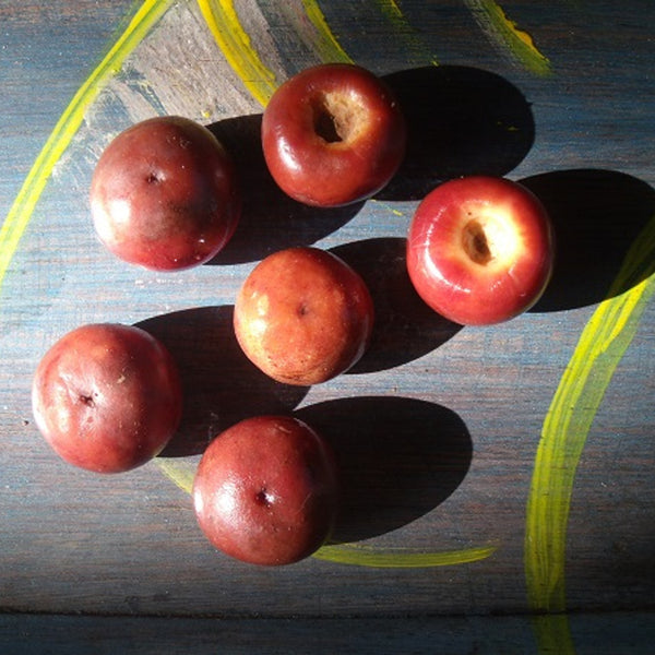 Nance Fruit Red (Byrsonima Crassifolia) Fruit Plant