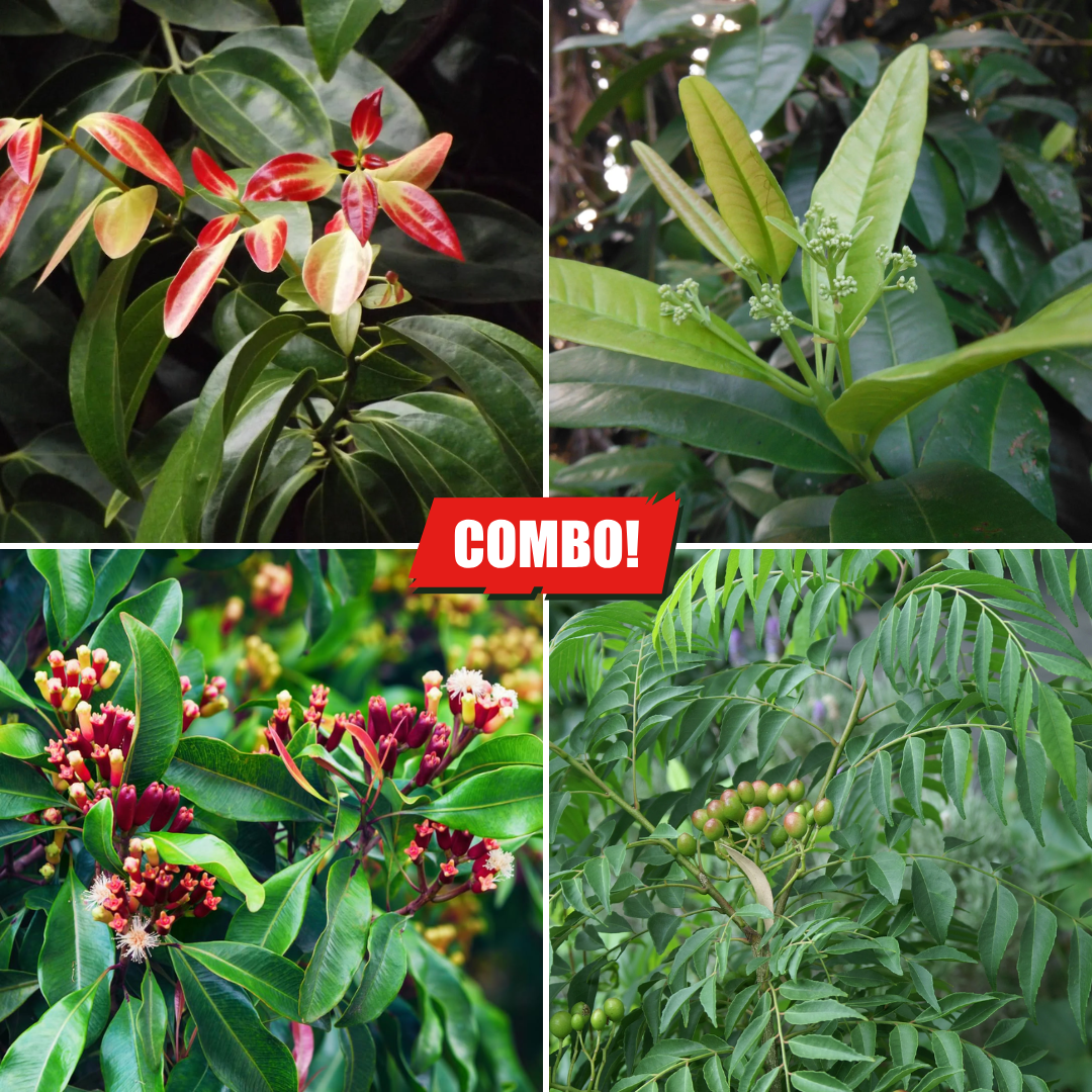 Spice Plants Combo Pack - 1 Plant Each