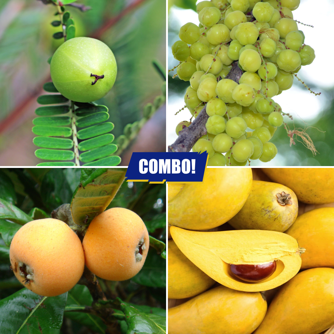 Fruit Plants Combo Loquat Gooseberry Eggfruit Star Gooseberry - 1 Plant Each