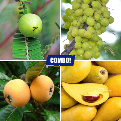 Fruit Plants Combo Loquat Gooseberry Eggfruit Star Gooseberry - 1 Plant Each