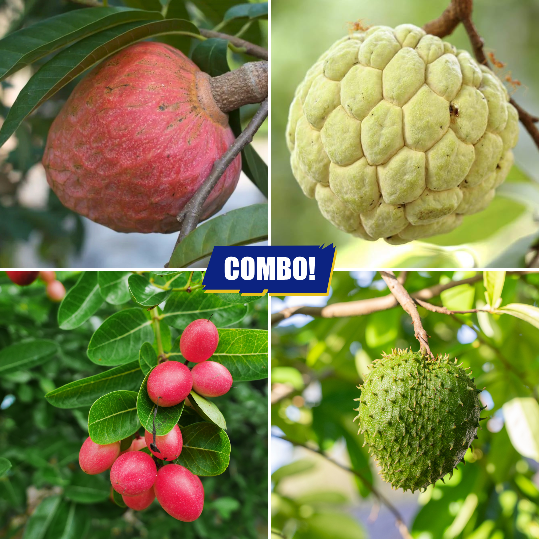 Fruit Plants Combo Custard Apple Sugar Apple Soursop Karonda Cherry - 1 Plant Each