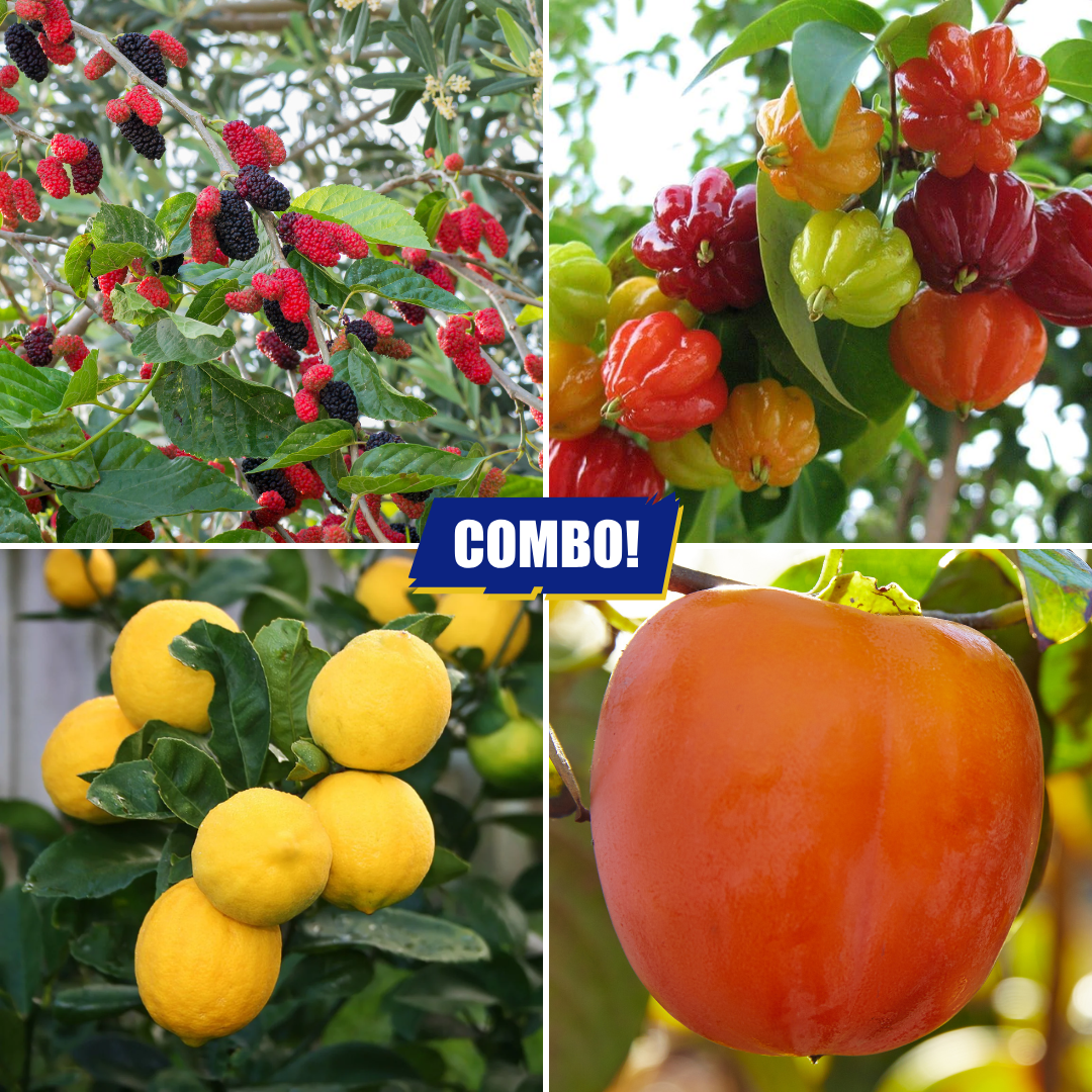 Fruit Plants Combo Mulberry Persimmon Surinam Cherry Lemon - 1 Plant Each