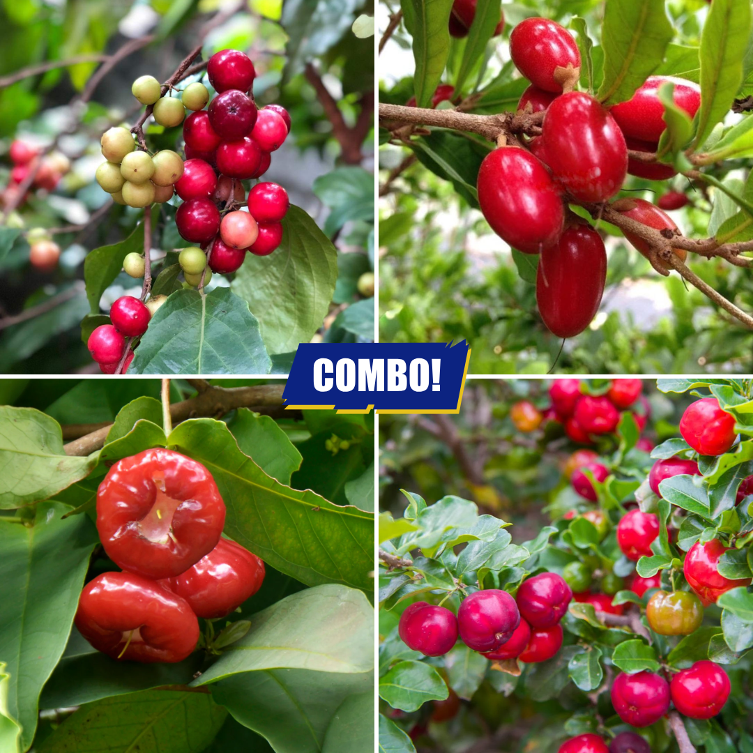 Fruit Plants Combo Loobi WaterApple Cherry Miracle - 1 Plant Each