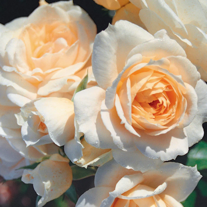 Rose - Champagne Moment - Hybrid Flower Plant