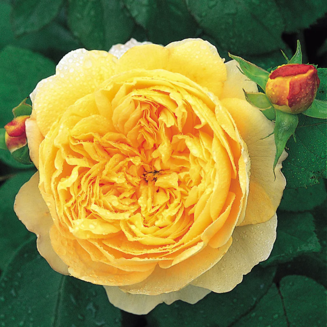 Rose - Charles Darwin - Hybrid Flower Plant