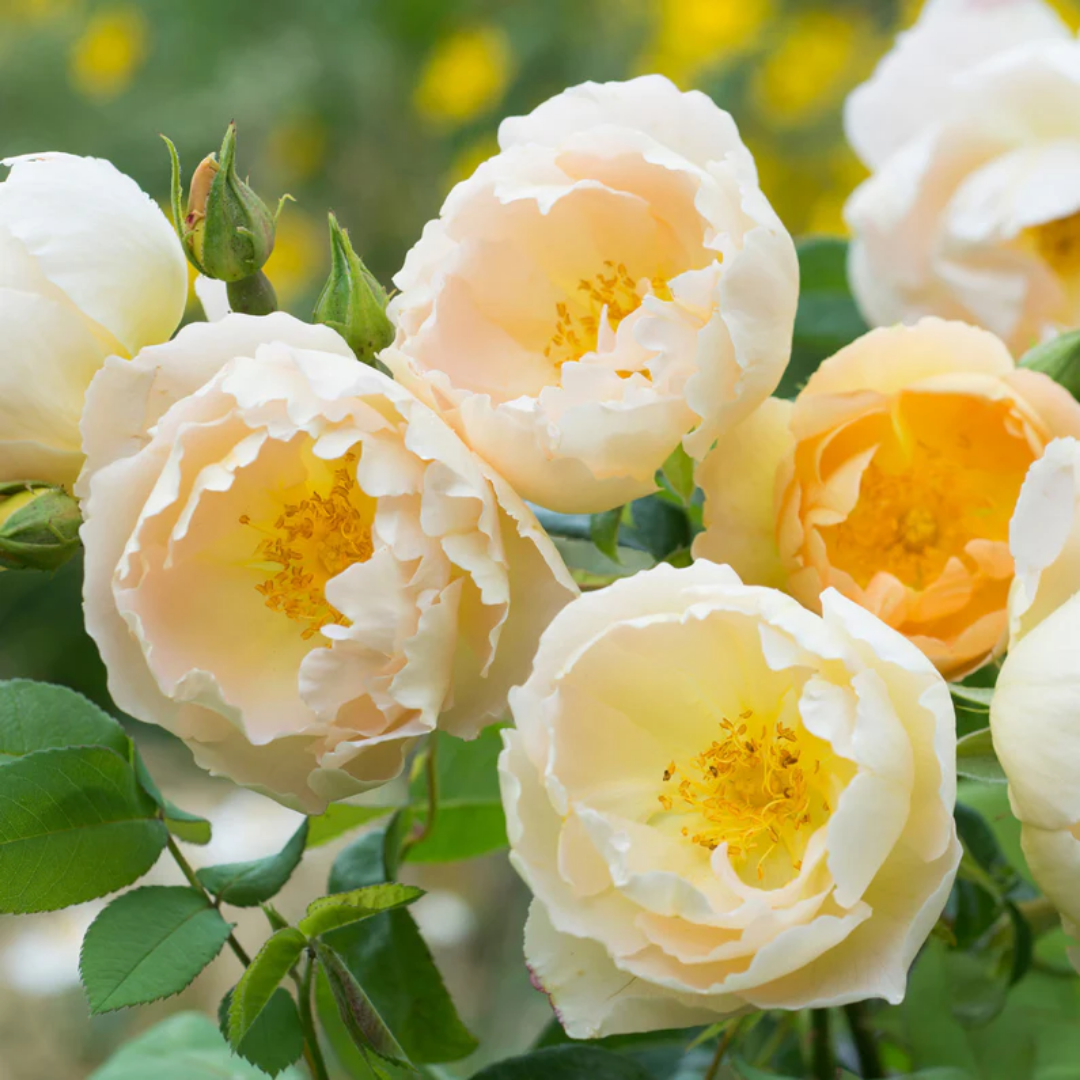 Rose - Cream Champagne - Hybrid Flower Plant