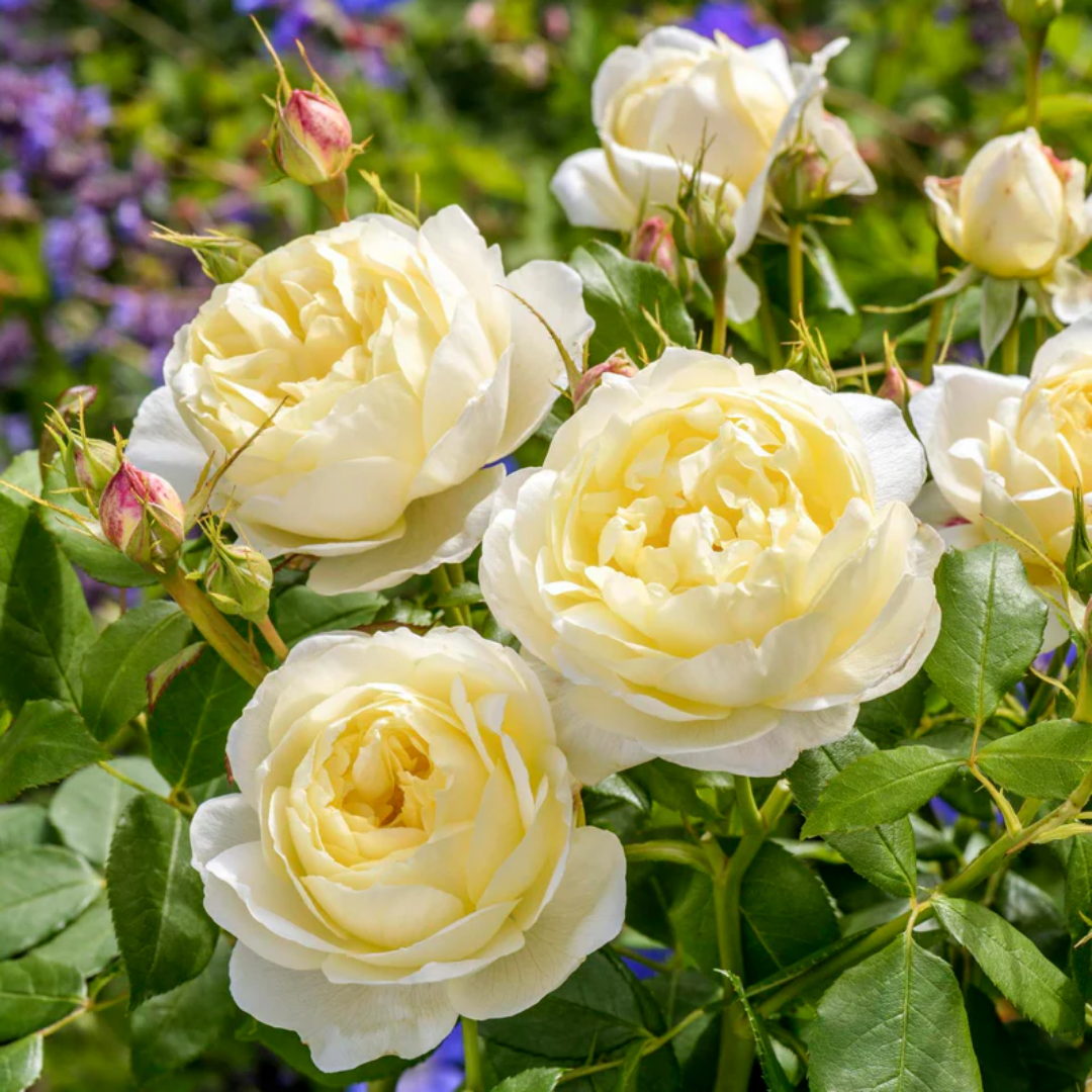 Rose - Creamy Bell - Hybrid Flower Plant