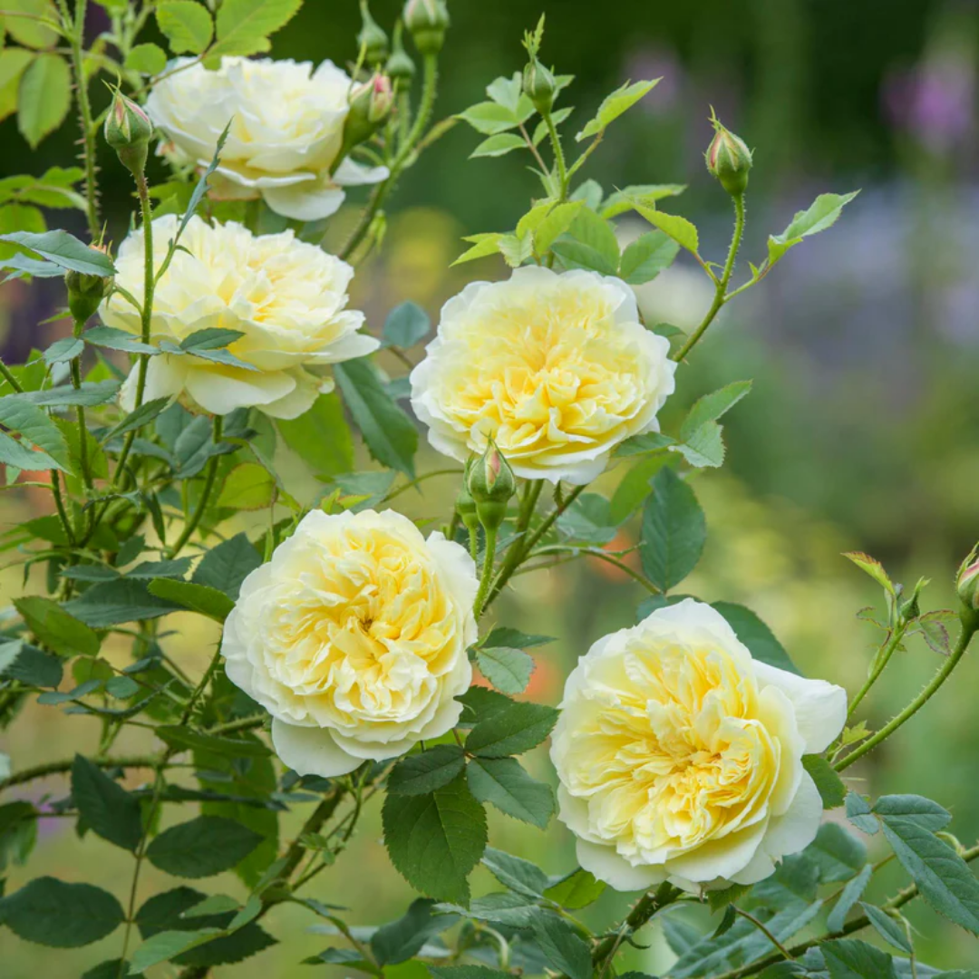 Rose - Creamy - Hybrid Flower Plant