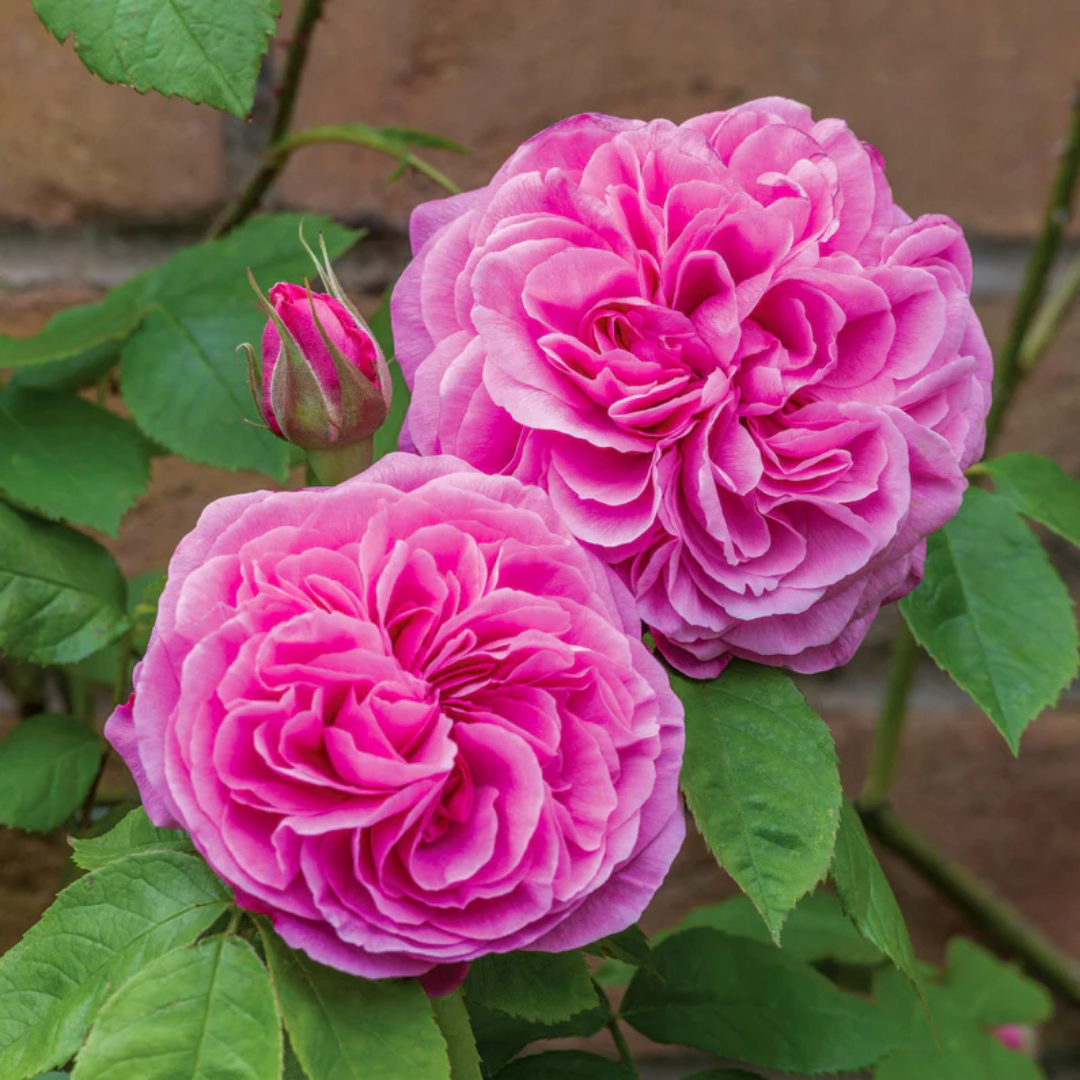 Rose - Cute Girl - Hybrid Flower Plant