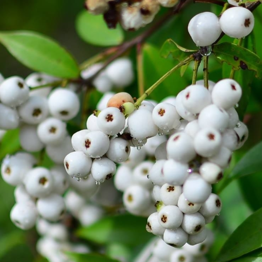 Cat's Eye Fruit - Syzygium zeylanicum - Fruit Plant