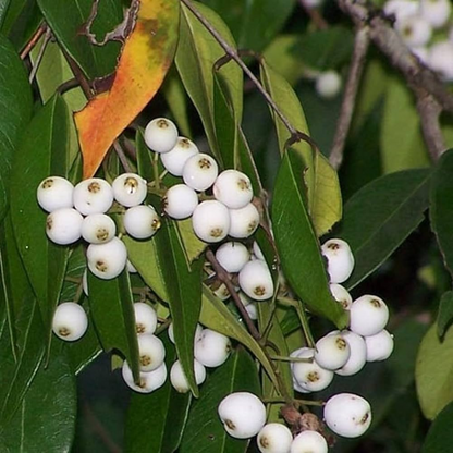 Cat's Eye Fruit - Syzygium zeylanicum - Fruit Plant