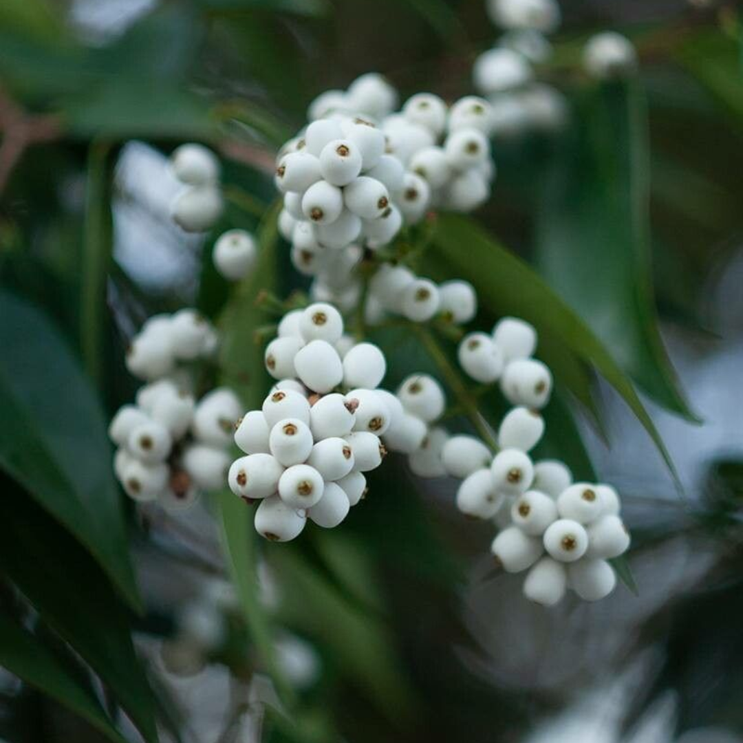 Cat's Eye Fruit - Syzygium zeylanicum - Fruit Plant