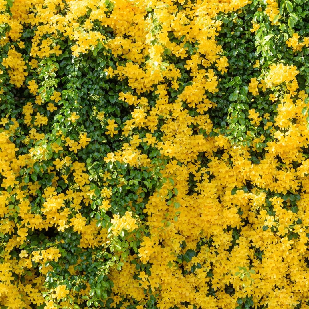 Cat's Claw Creeper - Yellow - Hybrid Flower Plant