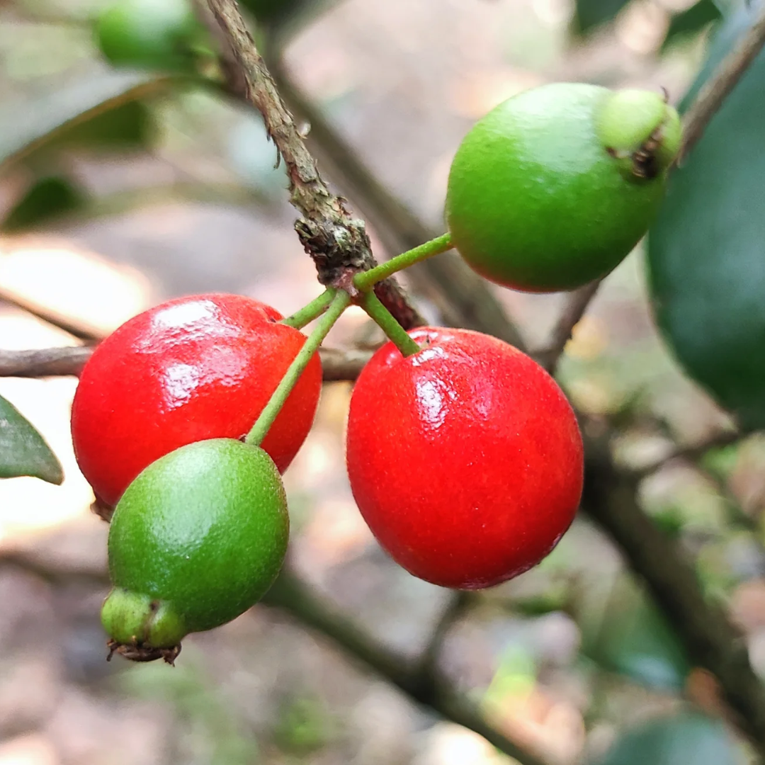 Cedar Bay Cherry - Red - Hybrid Fruit Plant