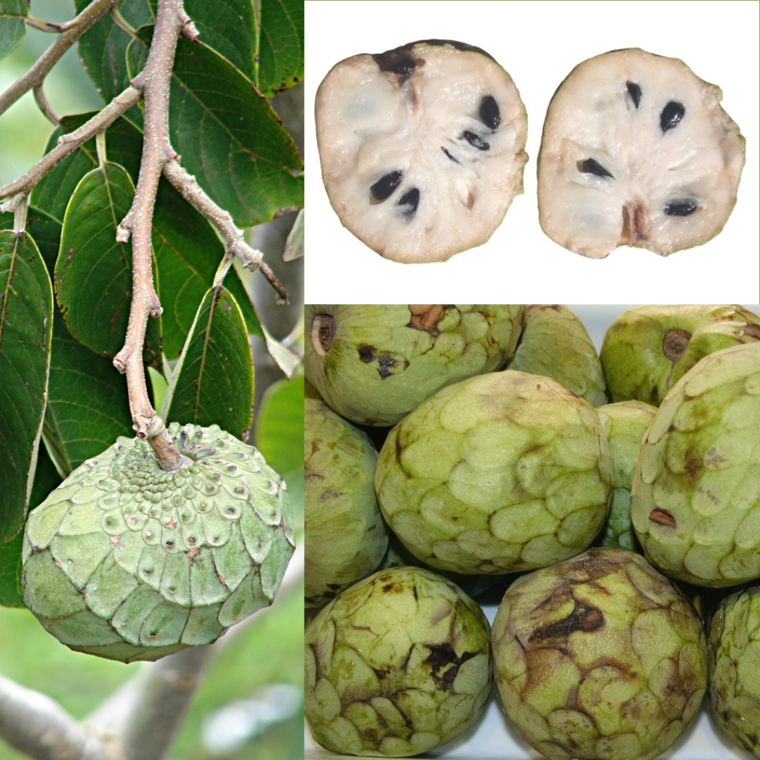 Cherimoya Fruit Plant