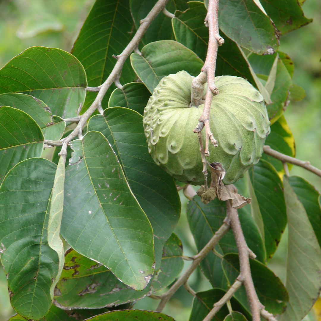 Cherimoya Fruit Plant