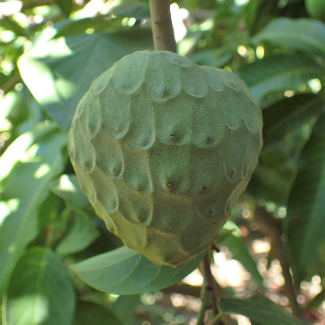 Cherimoya Fruit Plant