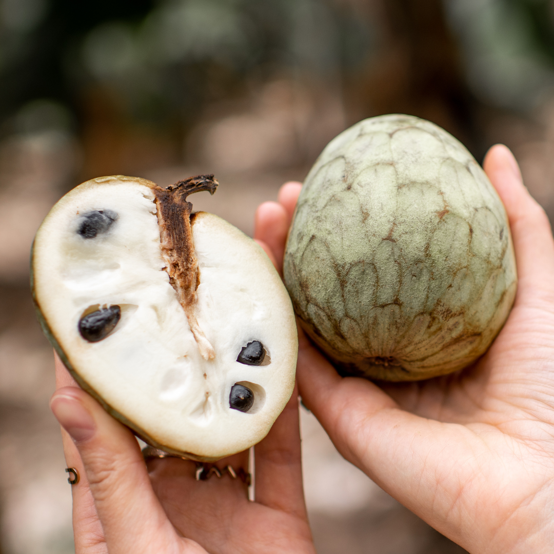 Cherimoya Fruit Plant