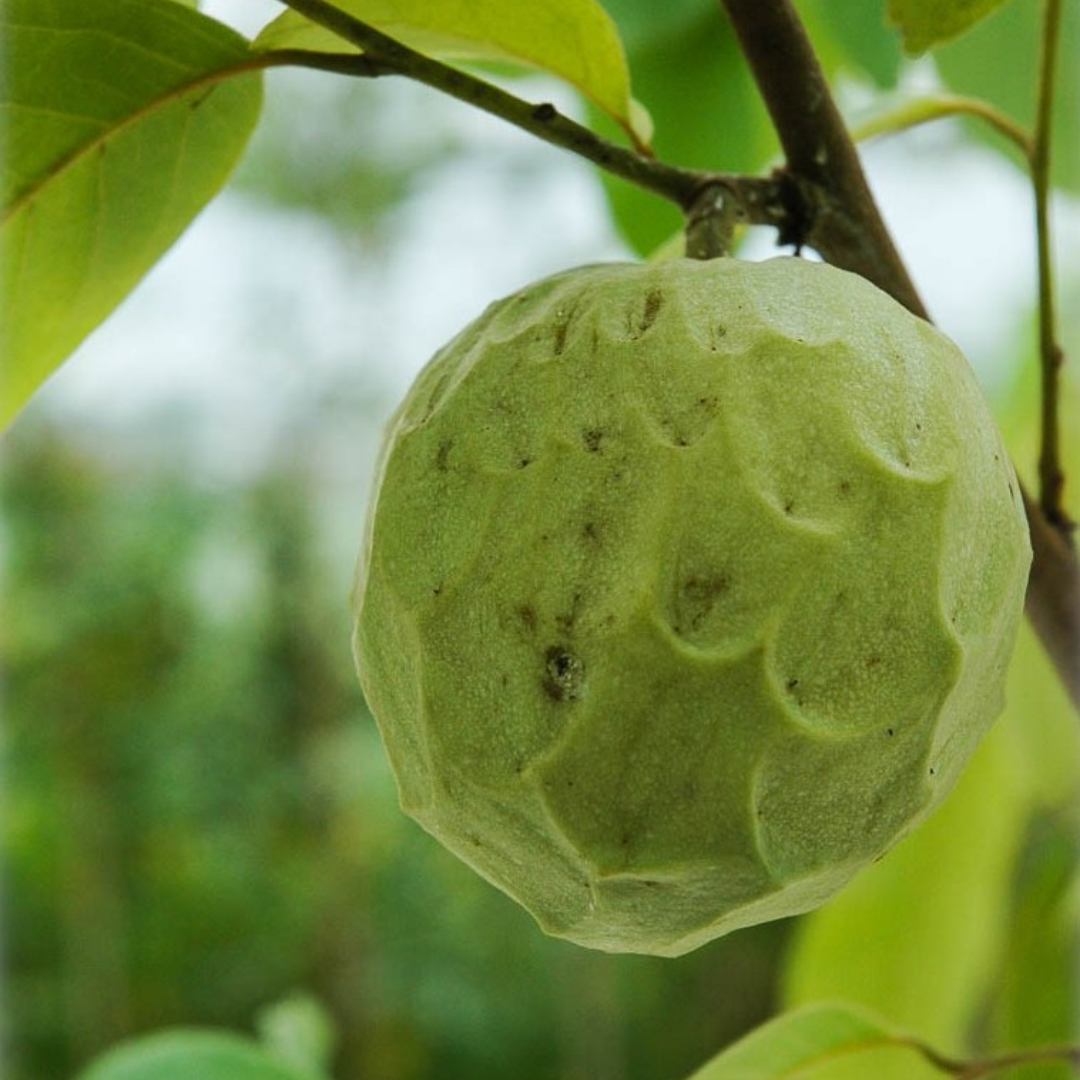 Cherimoya Fruit Plant