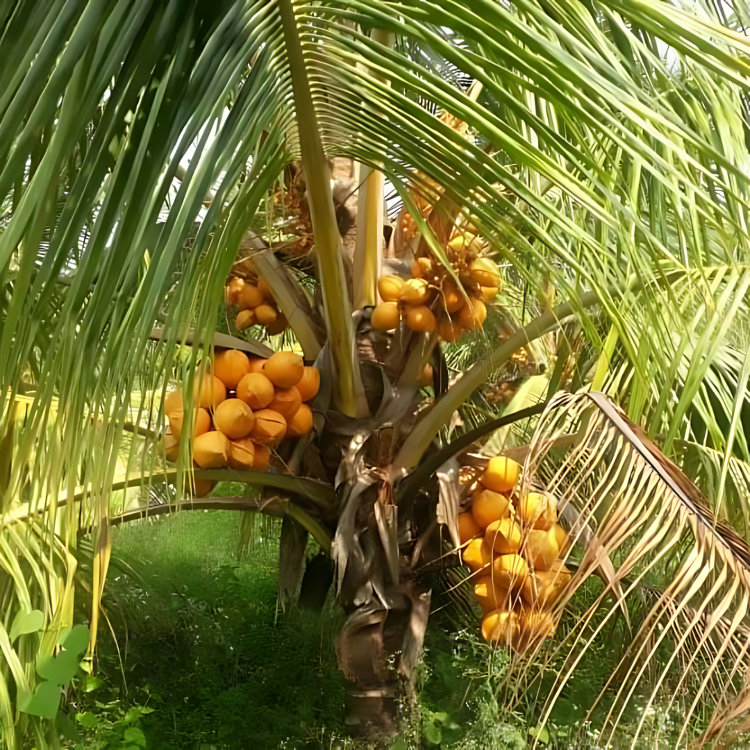 Hybrid Dwarf Coconut - Kerala Chowghat Orange Dwarf Plant