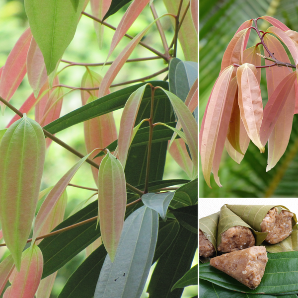 Malabar Cinnamon - Vazhana Spice Plant