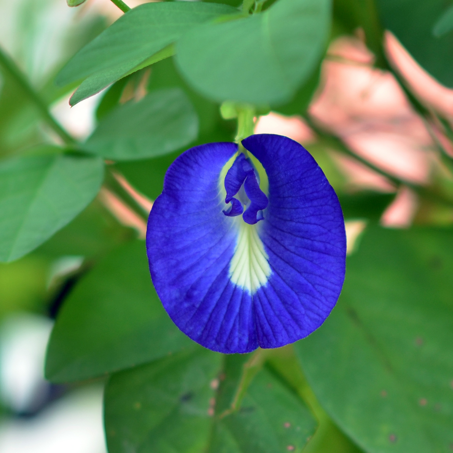 Clitoria Aparajita - Blue - 10 Flower Seeds