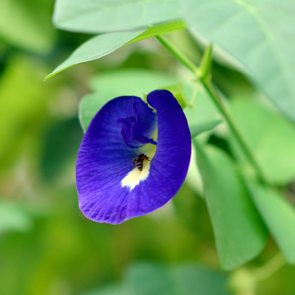 Clitoria Aparajita - Blue - 10 Flower Seeds