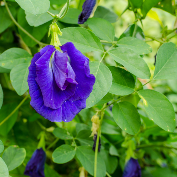 Clitoria Aparajita - Blue Double - 10 Flower Seeds