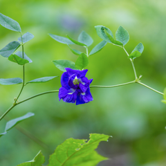 Clitoria Aparajita - Blue Double - 10 Flower Seeds