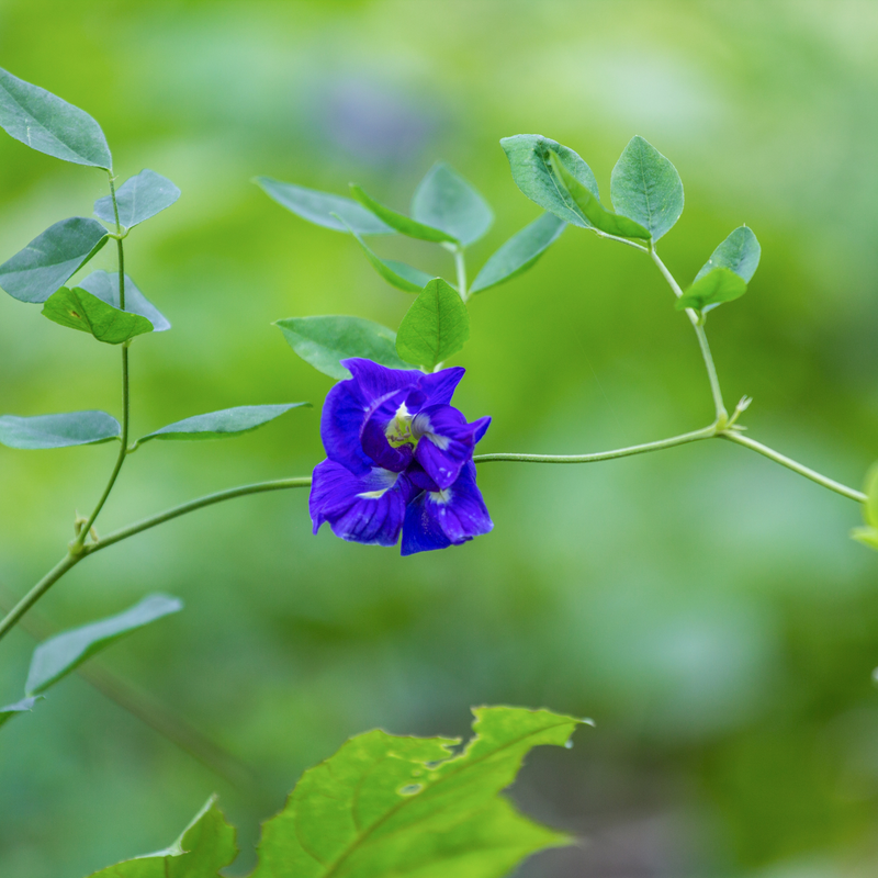 Clitoria Aparajita - Blue Double - 10 Flower Seeds