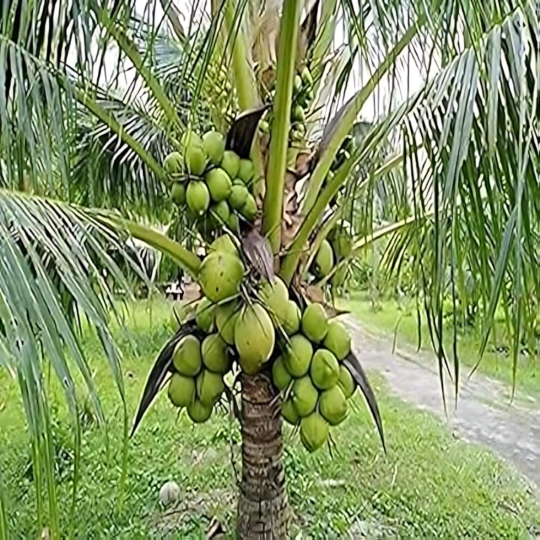 Hybrid Dwarf Coconut - D x T  Plant