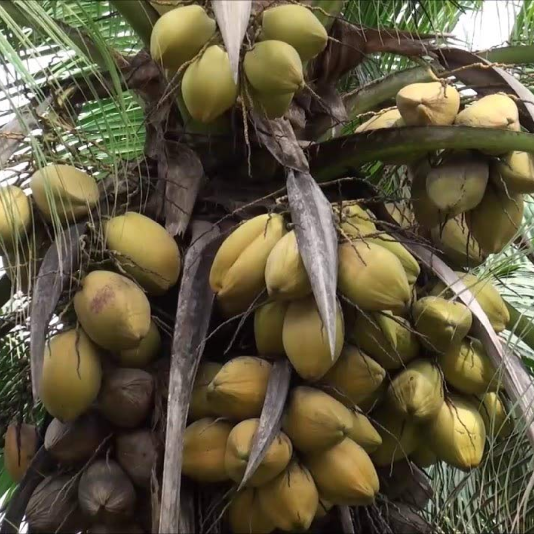 Hybrid Coconut - East Coast Tall  Plant