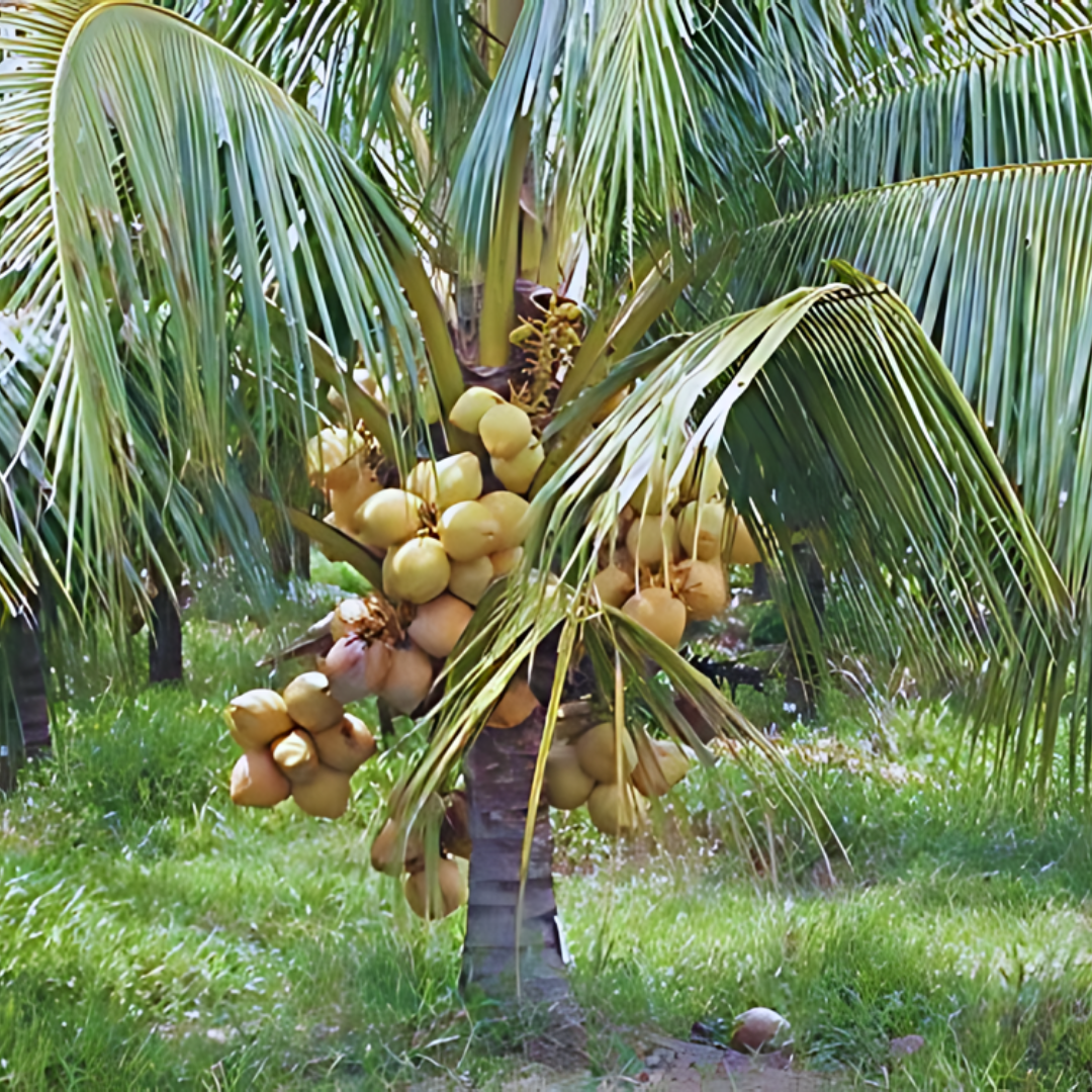 Hybrid Dwarf Coconut - Gouley Dwarf  Plant