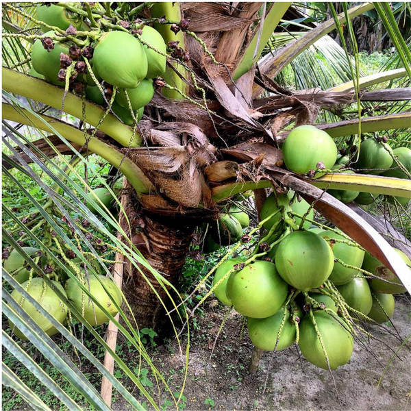 Hybrid Dwarf Coconut - Green Malayan  Plant