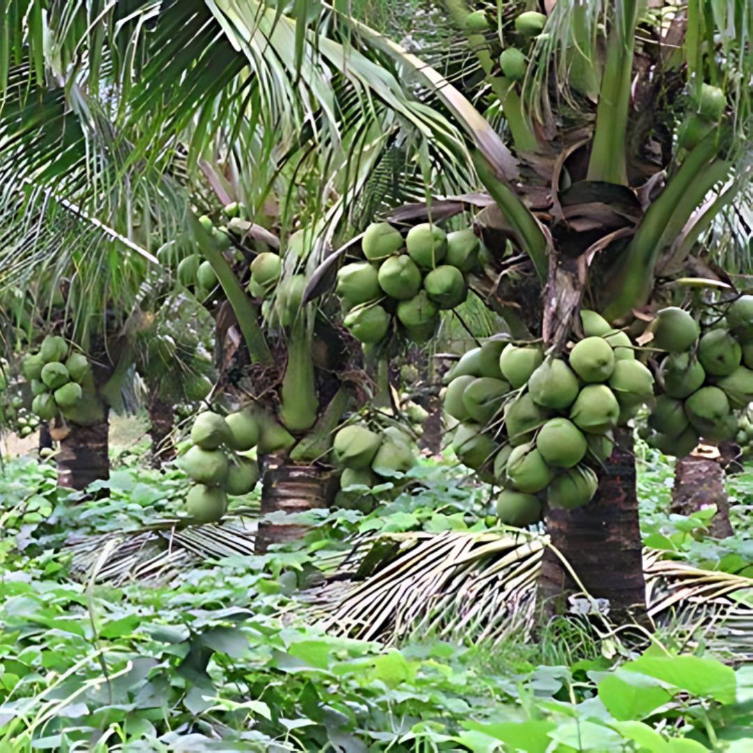 Hybrid Dwarf Coconut - Kalpasree Hybrid  Plant