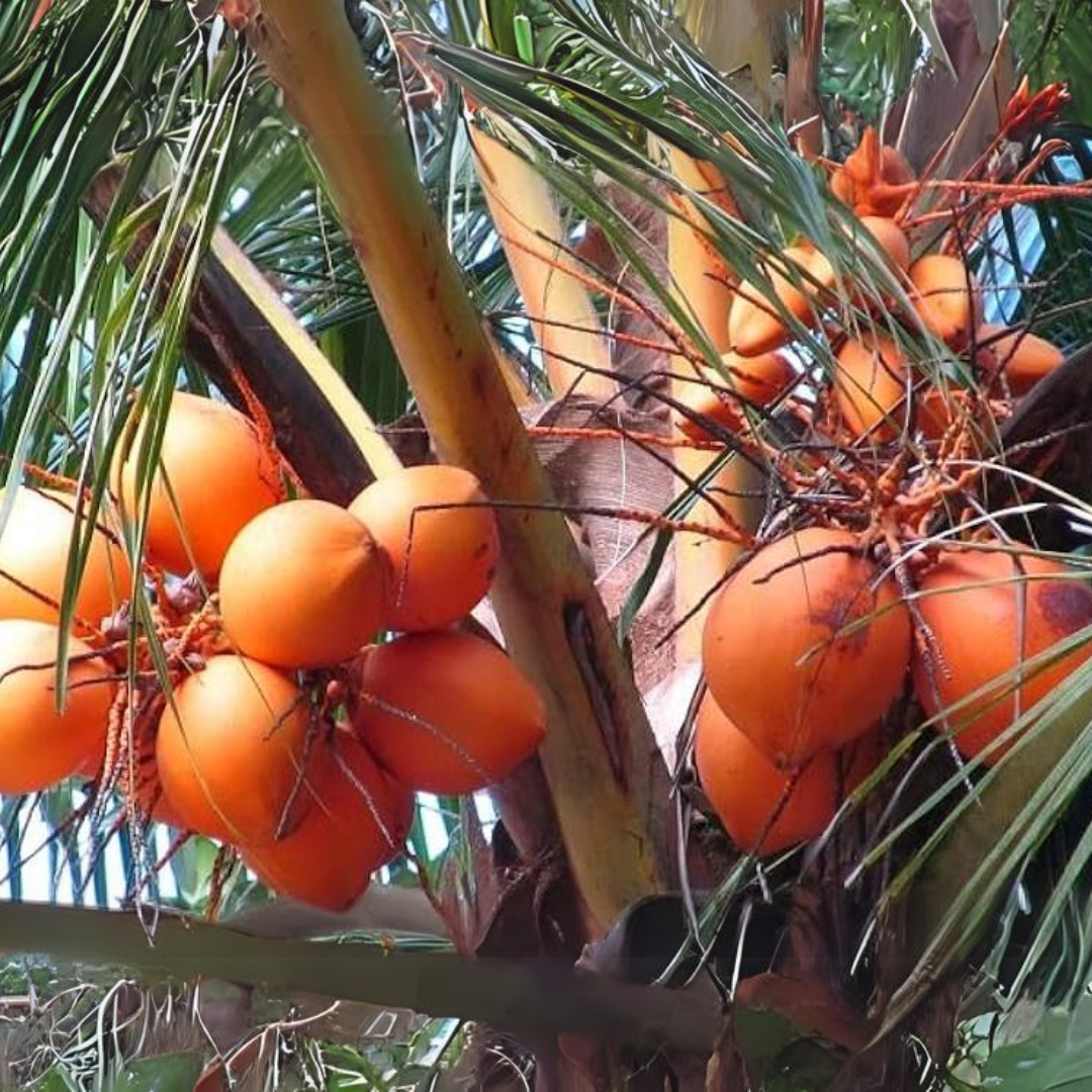 Hybrid Dwarf Coconut - Red Malayan  Plant