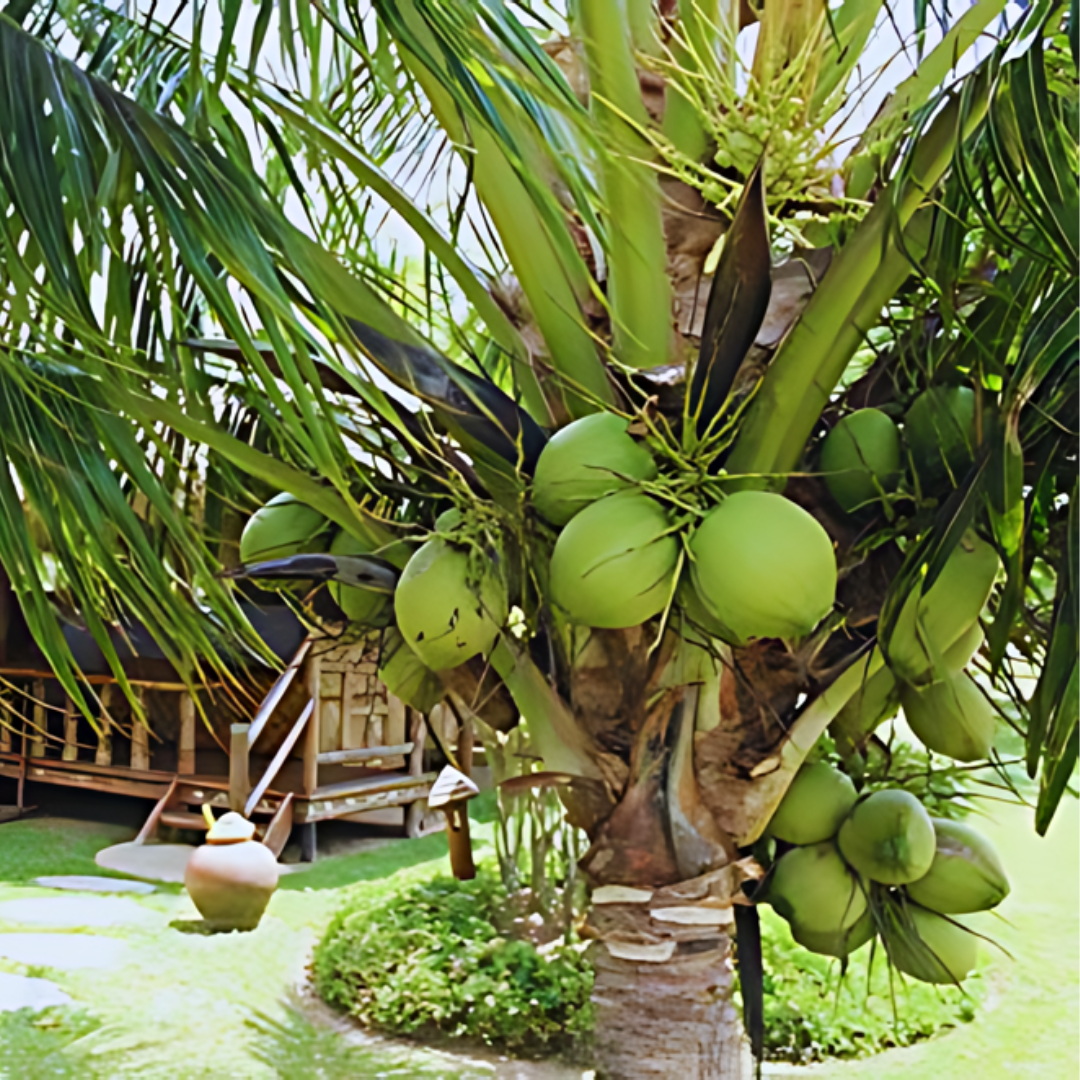 Hybrid Dwarf Coconut - Sunnangy Dwarf  Plant