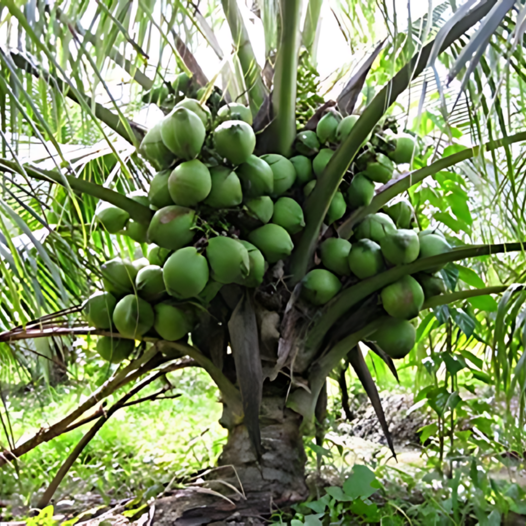 Hybrid Dwarf Coconut - T x D  Plant