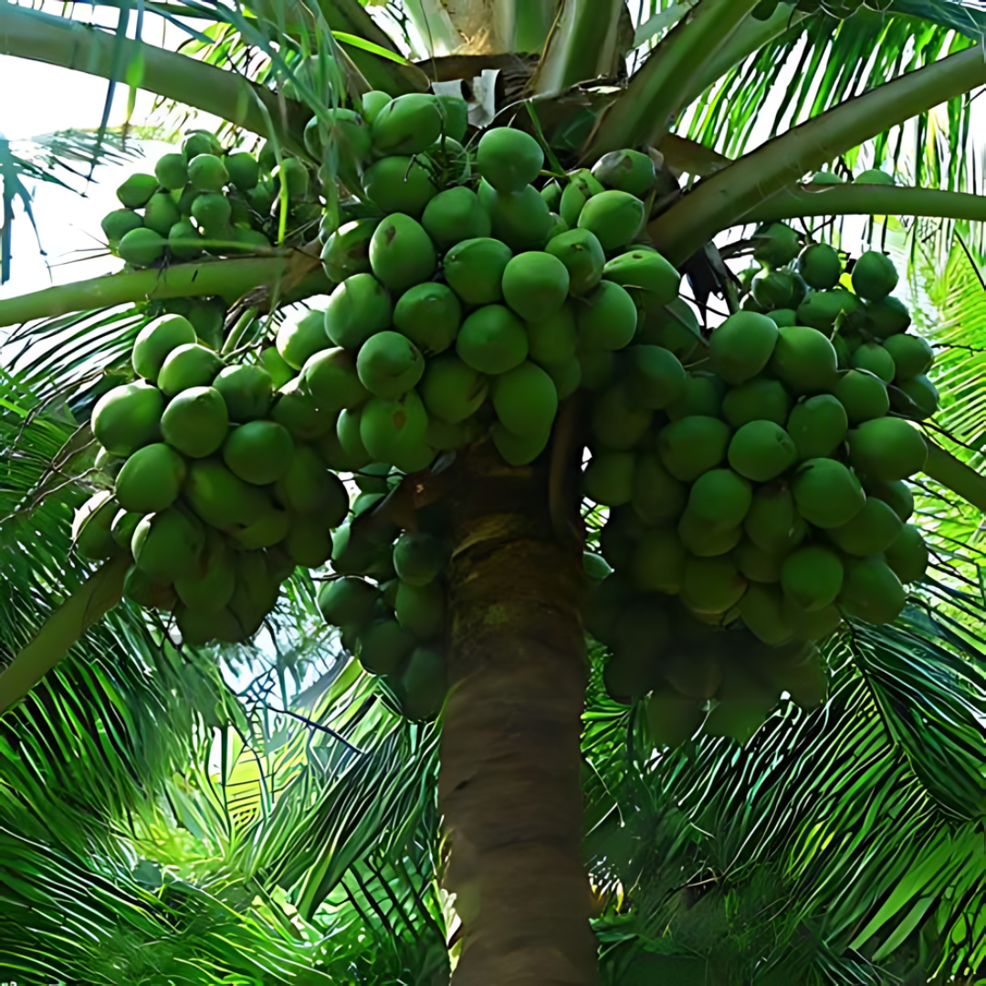 Hybrid Coconut - Wast Coast Tall  Plant