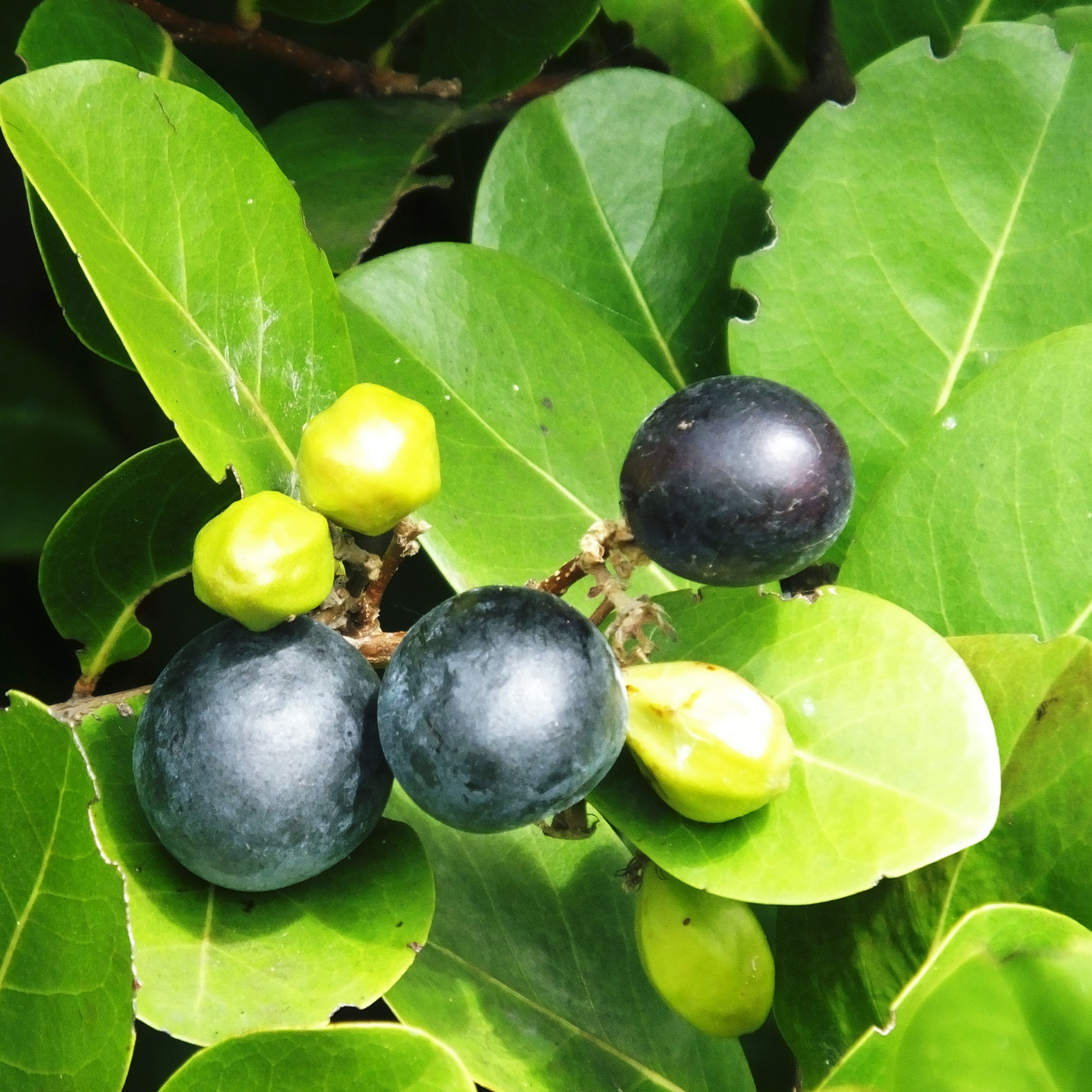 Cocoplum - Black - Chrysobalanus icaco Fruit Plant