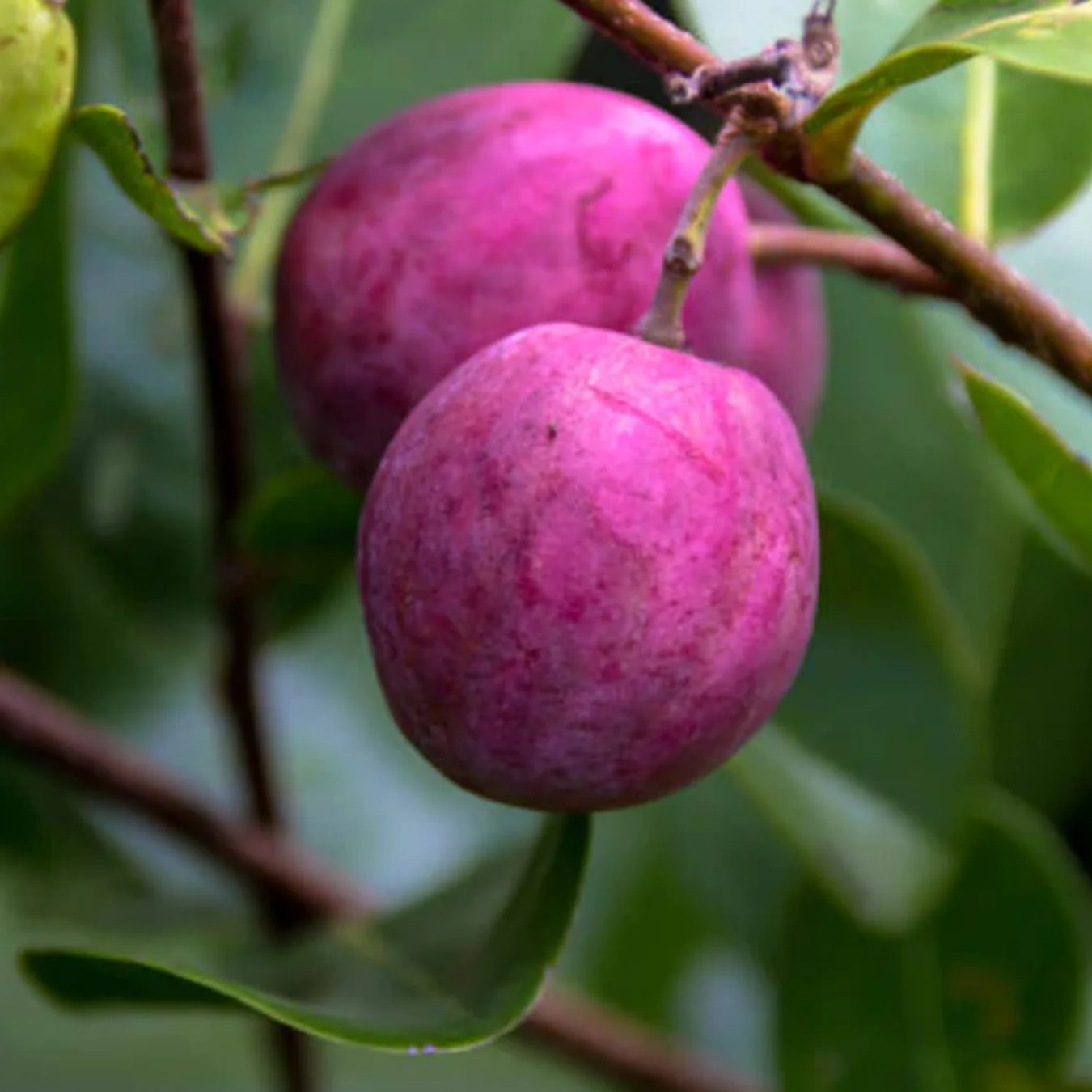 Cocoplum - Pink - Chrysobalanus icaco Fruit Plant