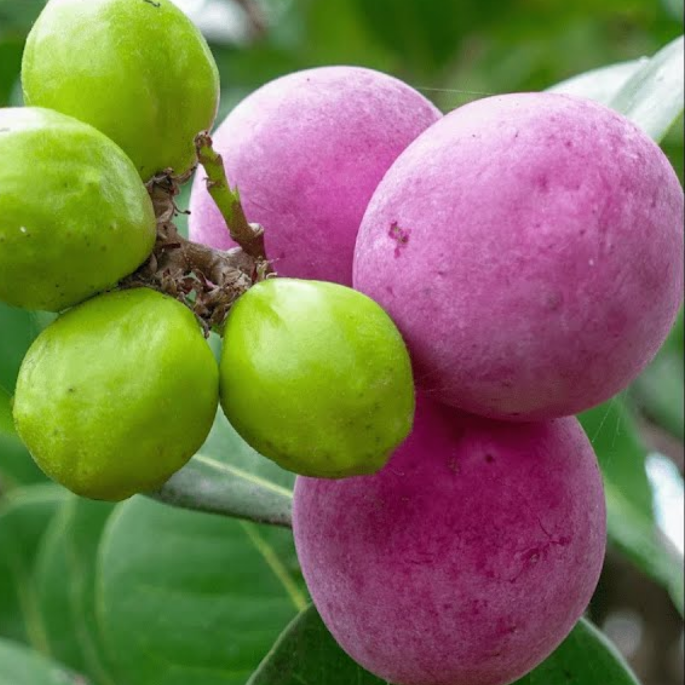 Cocoplum - Pink - Chrysobalanus icaco Fruit Plant