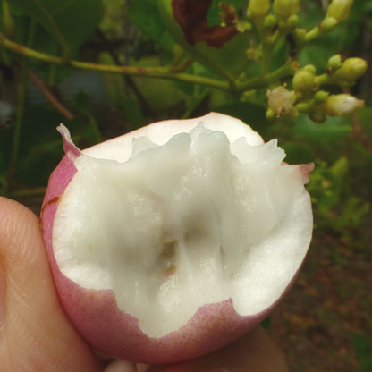 Cocoplum - Pink - Chrysobalanus icaco Fruit Plant