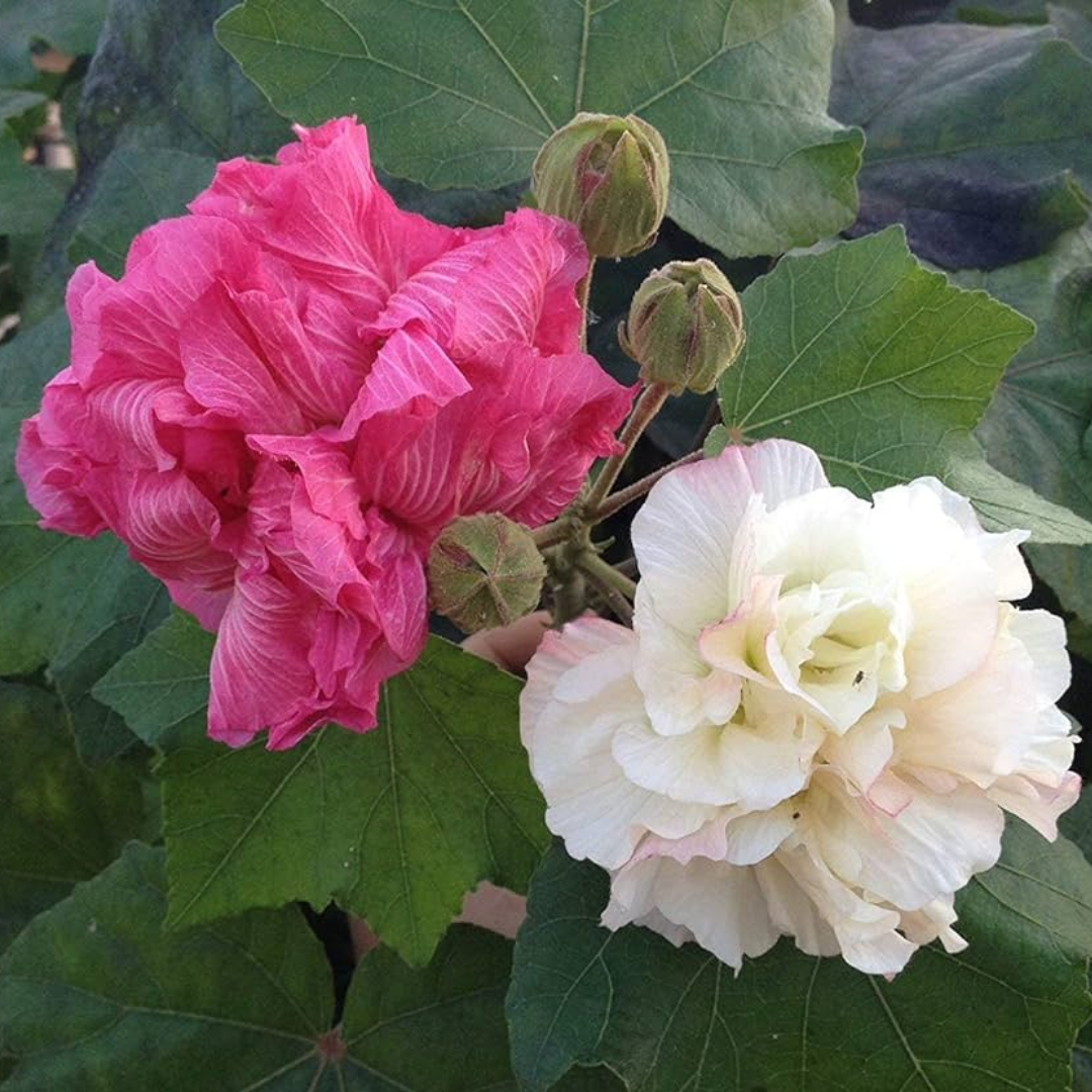 Confederate Rose / Magic Rose - Hibiscus mutabilis -  Hybrid Flower Plant